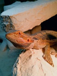 Close-up of lizard