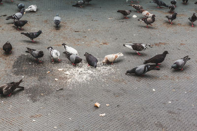 High angle view of pigeons on street