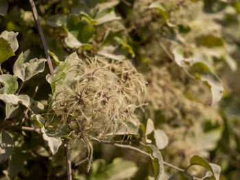 Close-up of fresh green plant