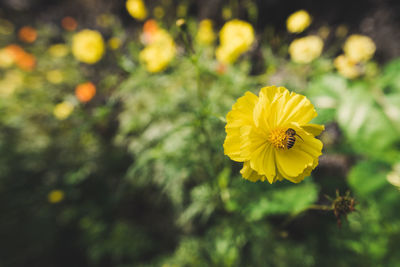 Close-up of yellow flowering plant