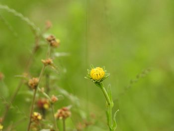 Close-up of yellow flowering plant