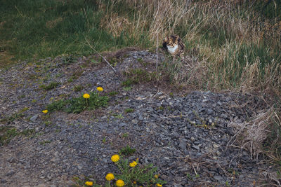 Full frame shot of leaf