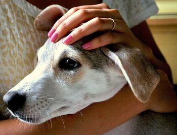 Close-up of woman holding dog