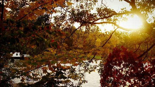 Sun shining through trees