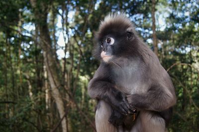 Dusky lear langur at monkeyland, plettenberg bay south africa