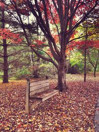 Autumn trees in park