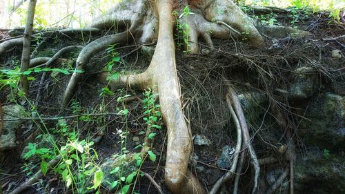 View of tree trunks in forest