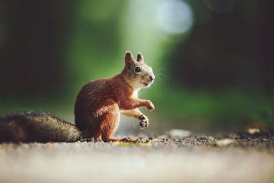 Close-up of squirrel on field