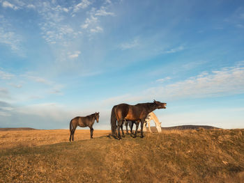 Horse standing on field against sky