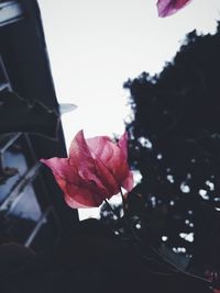 Close-up of pink rose