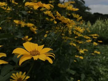 Close-up of yellow flowering plant in field