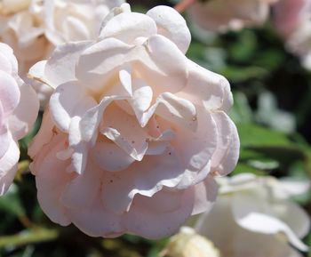 Close-up of rose blooming outdoors