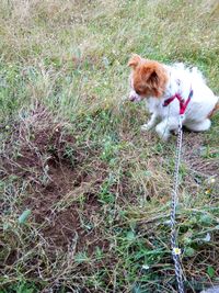 High angle view of dog on field