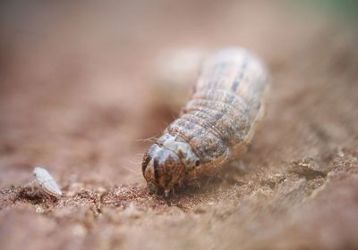 Army worm on the move 