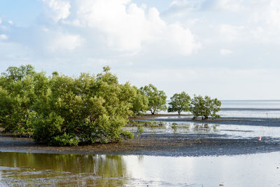 Trees by lake against sky