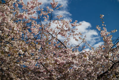 Low angle view of apple blossoms in spring