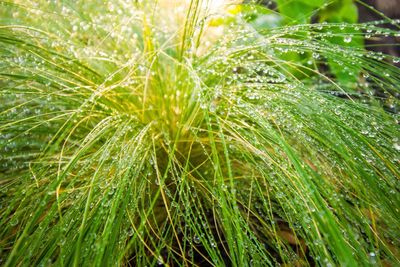 Close-up of wet plants growing outdoors