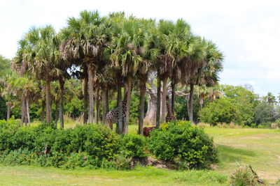 Trees growing on landscape