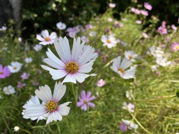 Close-up of white cosmos flowers