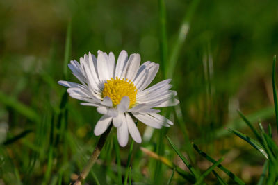 Close-up of white daisy flower on field