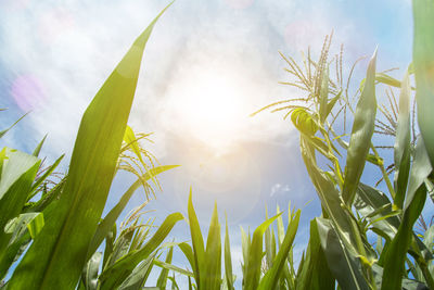 Close-up of crop growing on field against bright sun