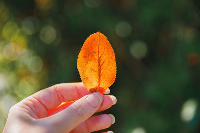 Close-up of hand holding autumn leaves