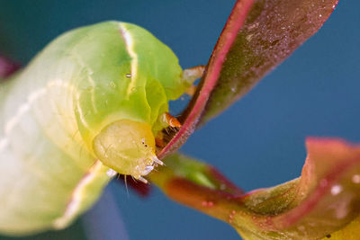 Close-up of insect on flower