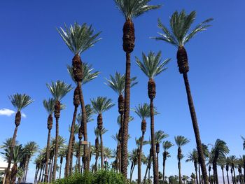 Low angle view of coconut palm trees against blue sky