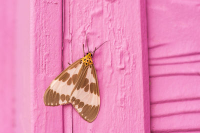 Close-up of butterfly pollinating on purple wall