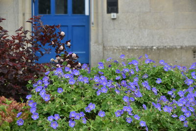 flowering plant