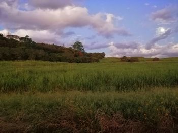 Scenic view of field against sky