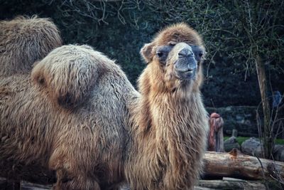 Portrait of sheep in zoo
