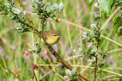 Bird perching on plant