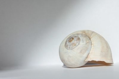 shell
