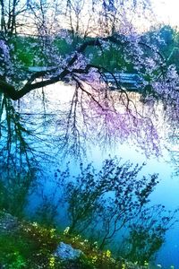 Reflection of bare trees in water