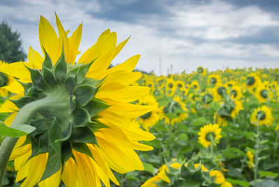 Close-up of fresh yellow flowers blooming in field against sky