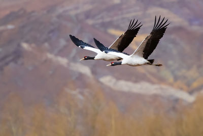 Close-up of bird flying against sky