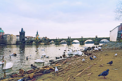 View of seagulls on river by buildings against sky