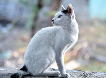 Close-up of cat sitting outdoors