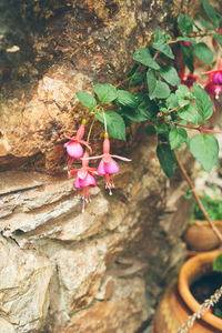 Close-up of pink flower