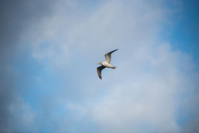 Low angle view of seagull flying in sky