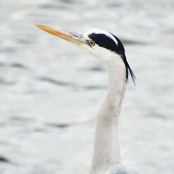 Close-up of a bird