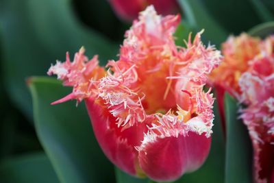 Close-up of red flowers blooming outdoors