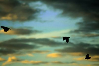 Low angle view of birds flying in sky