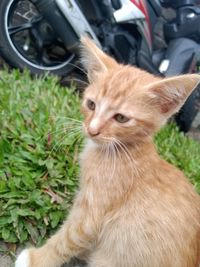 Close-up portrait of a cat