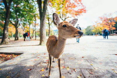 Deer standing on footpath during autumn