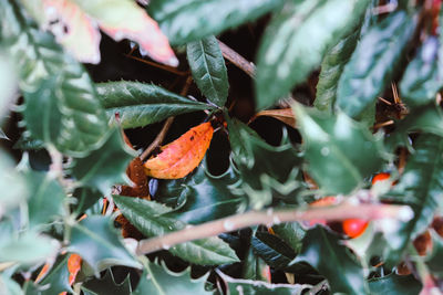 Close-up of orange leaves