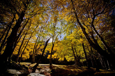 Trees in forest during autumn
