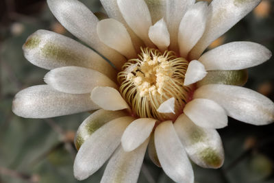 Close-up of white flowering plant