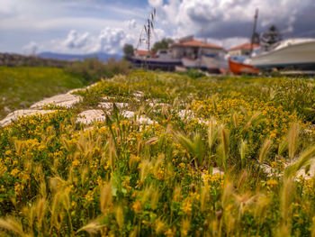 Scenic view of flowering plants on land against sky